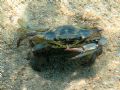 Callinectes sapidus